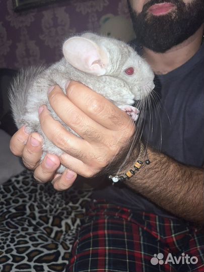 Шиншилла