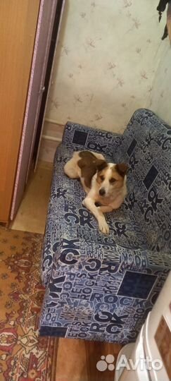 Собака в беде в добрые руки