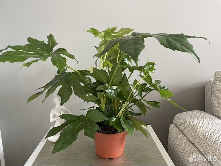 Фатсия Японская