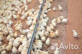 Суточная птица