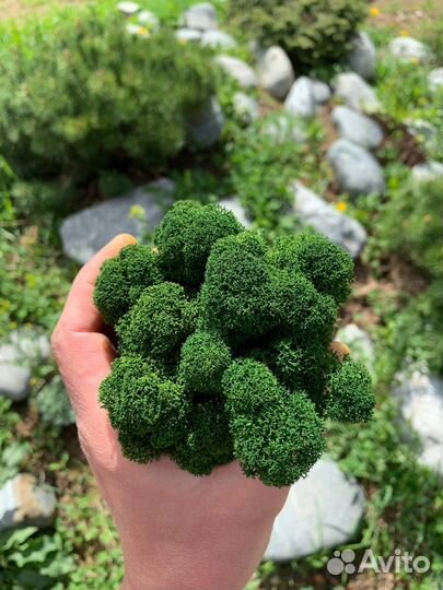 Стабилизированный мох ягель Жёлтый