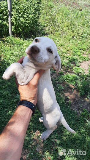 Отдам в добрые руки щенков 2 месяца