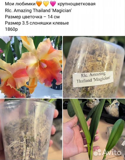 Орхидеи разные Мики