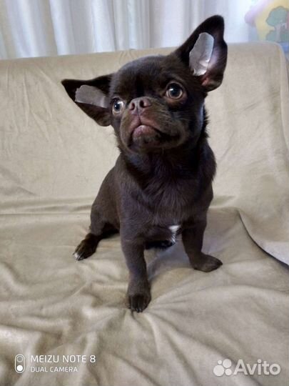 Красивый мальчик чихуахуа