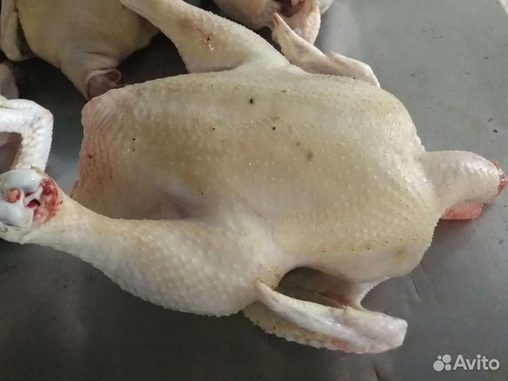 Бройлер домашний