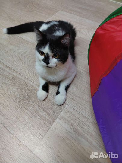 Кошки в добрые руки