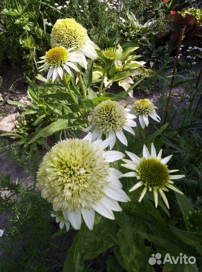 Многолетние растения для вашего сада