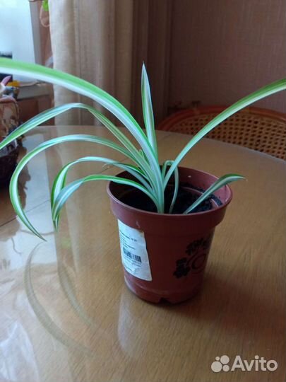 Хлорофитум пёстрый