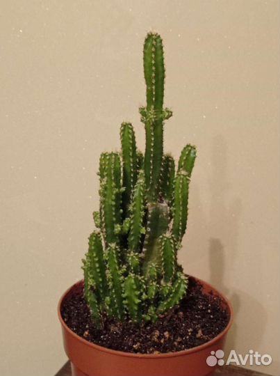 Домашние растения