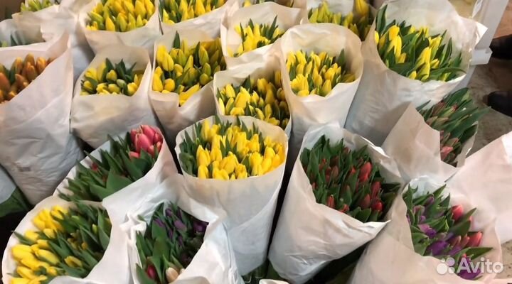 Свежие тюльпаны оптом к 8 марта