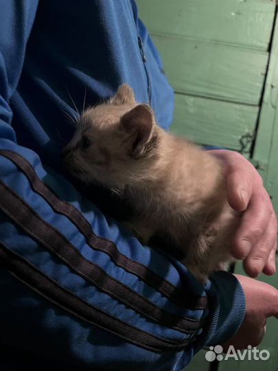 Котенок мальчик