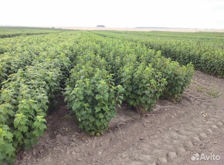 Черная смородина