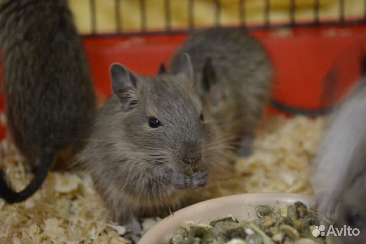 Цветные дегу