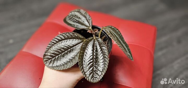 Хлорофитум, пилея, седум буритто комнатные цветы