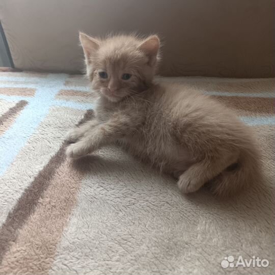Кошечка в добрые руки