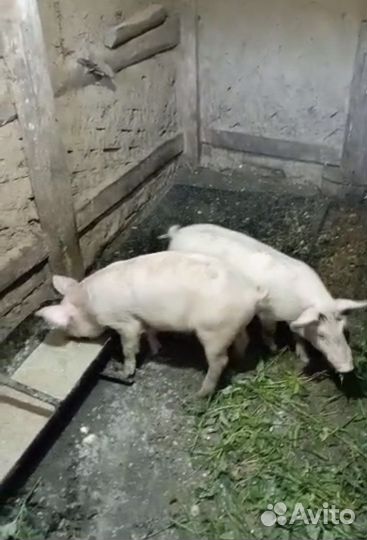 Поросята