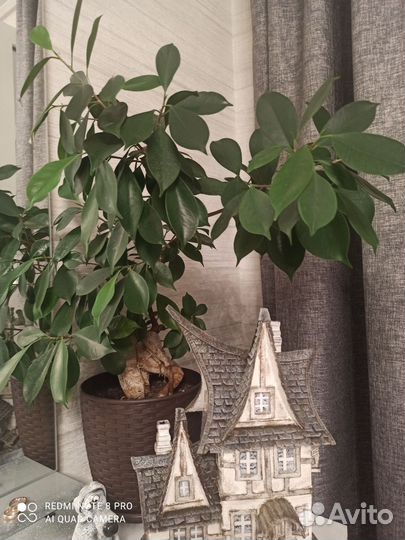 Фикус микрокарпа
