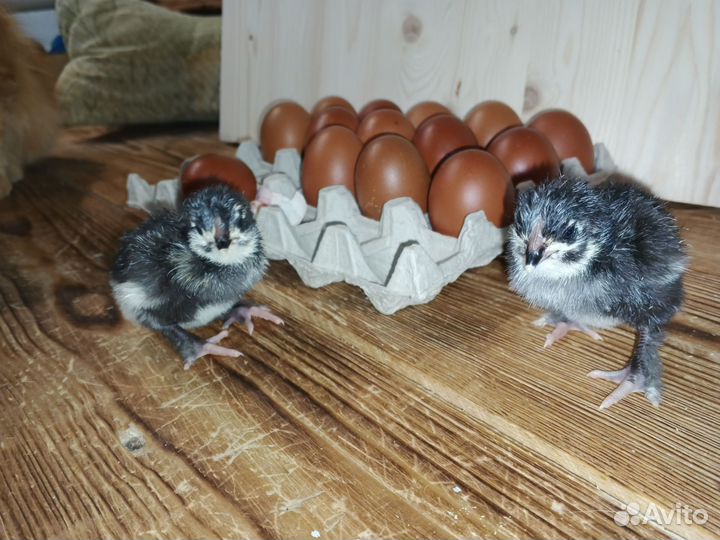 Цыплята Маран черномедный суточные