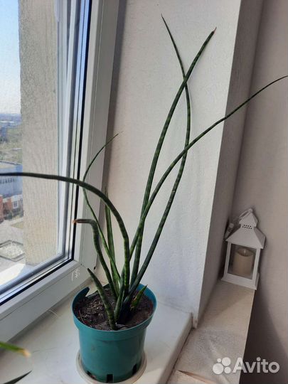 Сансевиерия