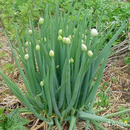 Многолетний лук