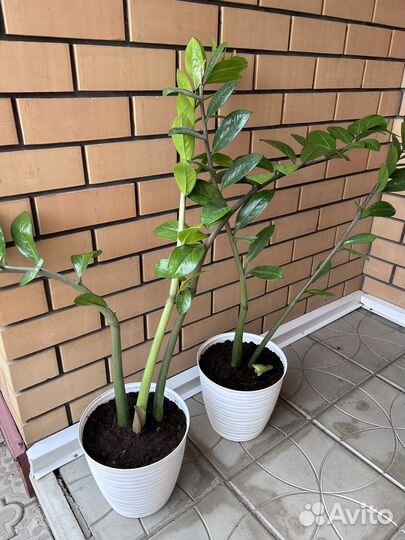 Замиокулькас