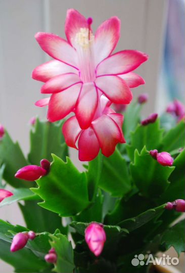 Декабрист шлюмбергера