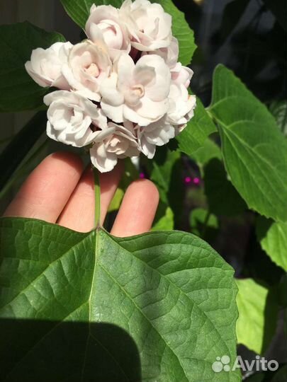 Клеродендрумы сортовые