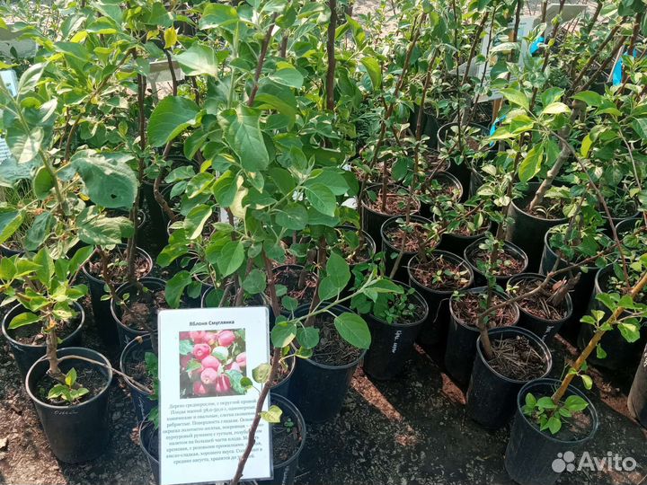 Саженцы плодовых деревьев и кустарников