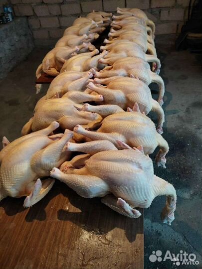 Индюки и куры