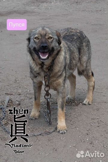 Пупся ищет семью