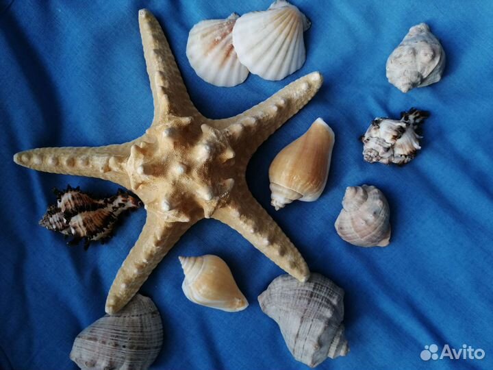 Морские ракушки раковины, морская звезда