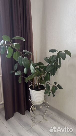 Фикус каучуконосный большой