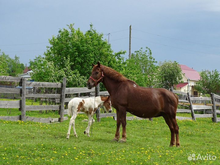Продам лошадь
