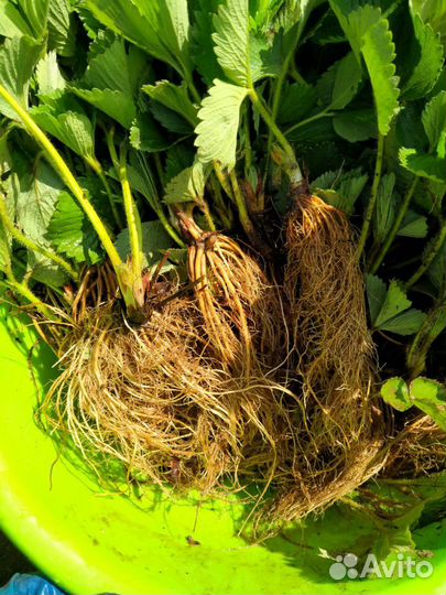 Саженцы клубники Клери, Альба