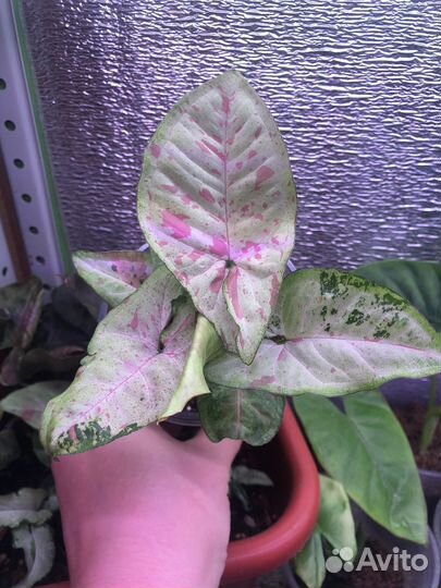 Сингониумы