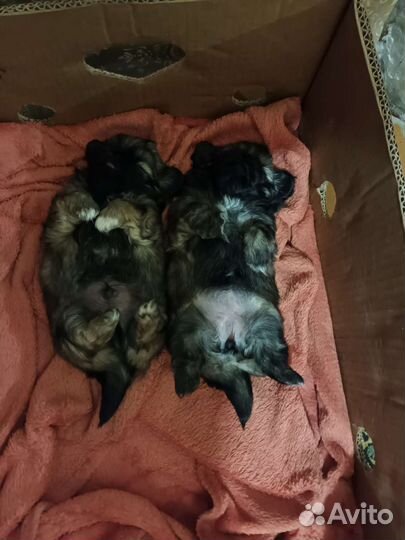 Пекинес вязка