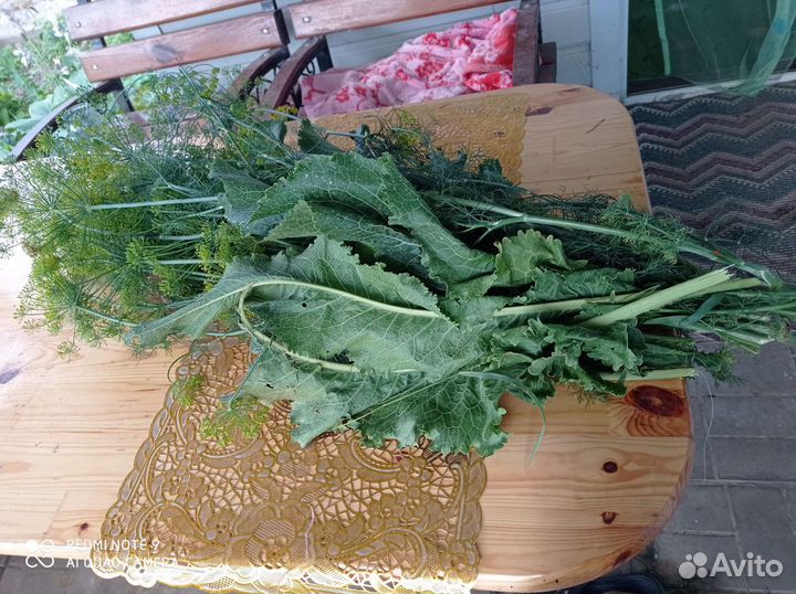 Укроп и листья хрена для консервирования