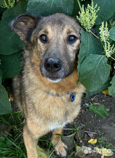 Собака из приюта в добрые руки