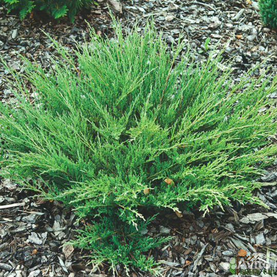 Хвойные растения