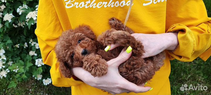 Мальтипу red мини