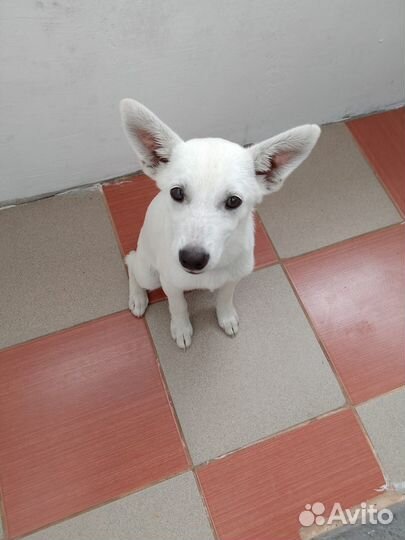 Щенок бесплатно