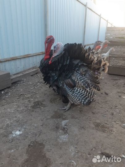 Индюк на племя