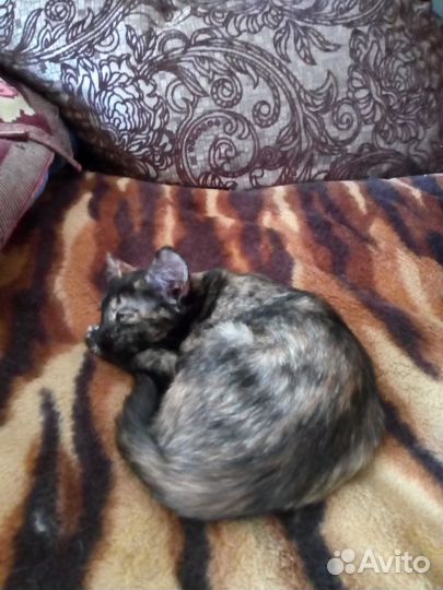 Отдам в добрые руки котят