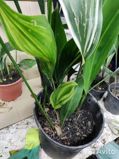 Аспидистра вариегатная