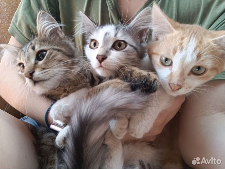 Отдаём котят