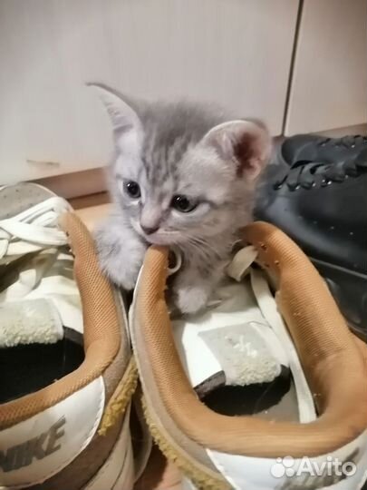 Кошки в добрые руки