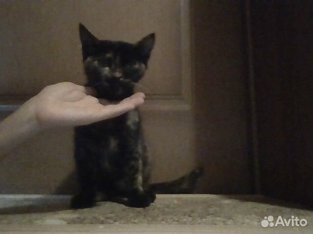 Отдаю котёнка