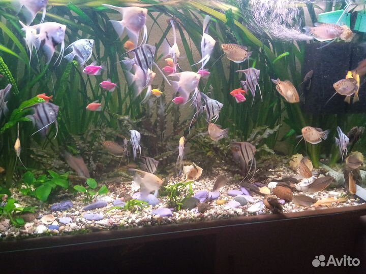 Аквариумные рыбки сомики