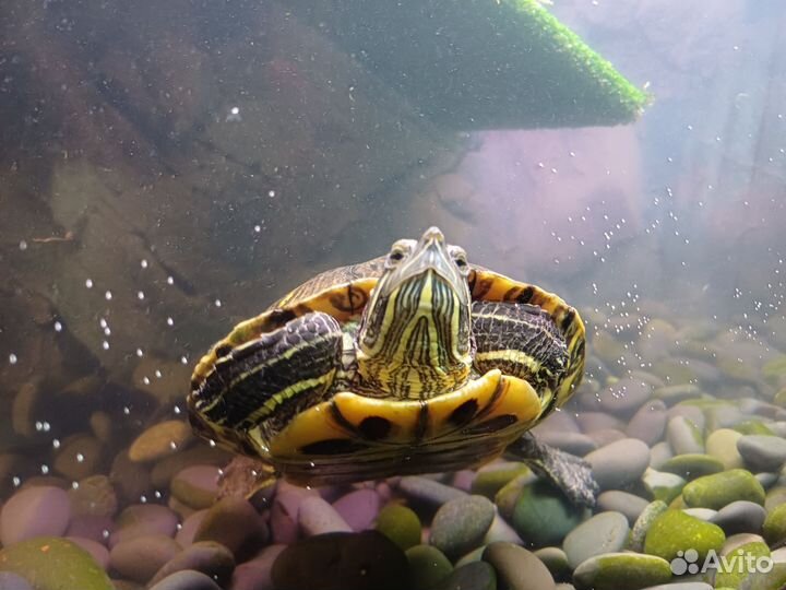 Красноухая черепаха бесплатно