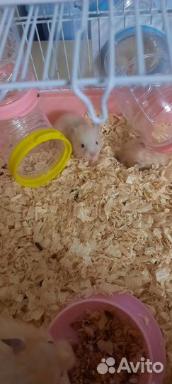 Сирийский хомяк